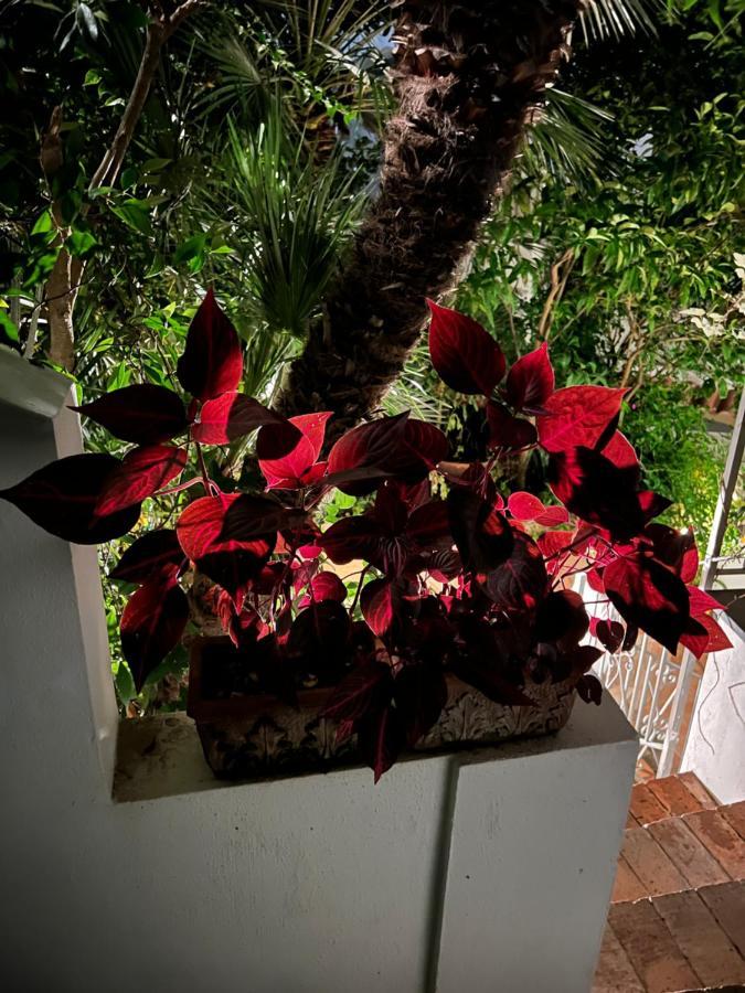Maison Mele Ischia Ngoại thất bức ảnh