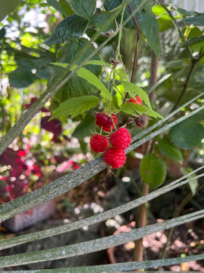 Maison Mele Ischia Ngoại thất bức ảnh